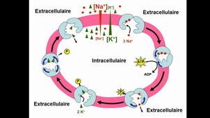 Transferts membranaires 4