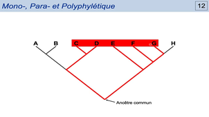 Module 21 - Systematique 2a - Exercices Phylogénétique.mp4