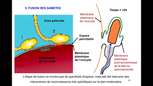 1a.Fecondation-L1SpS-2025-PART1(Teletin20\01)