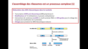 cours code génétique et traduction partie 1