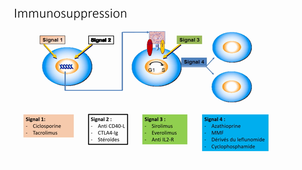 STP immunosuppresseurs Partie 1