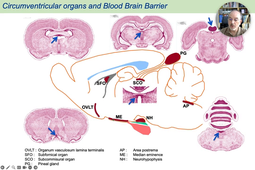 03 - Circumventricular Organs.mp4