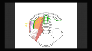 Diaphragme et innervation.mp4