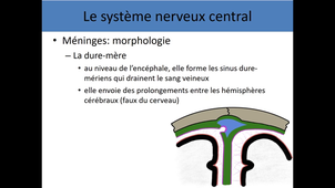 Anatomie du système nerveux