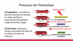 Troubles de l'hémostase (Helms)