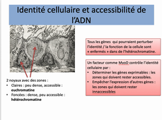 Notions de biologie module 12 -1 mitose et épigénétique