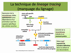 lineage tracing