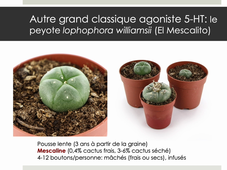 Stupéfiants (Partie 2)