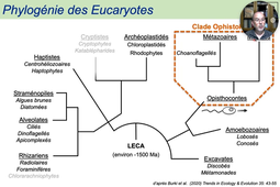 DMV02 - Evolution Diversite - 4 LECA & Phylogenie