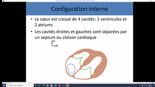 Anatomie générale appareil circulatoire - coeur