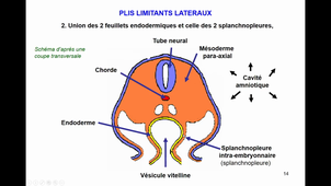 7eHeure-LS1-Forme du corps- 2023 Dr Teletin