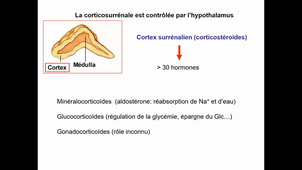 Endocrinologie - Partie 4 - glandes surrénales et gonades