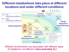 The genomics of remediation