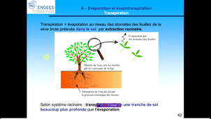 etp_transpiration_geme_sp