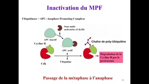 Cycle cellulaire Viville 2 heures