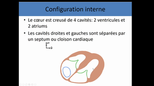 Anatomie générale appareil circulatoire 1: coeur