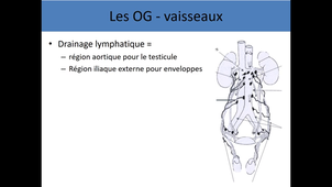 Anatomie du système uro-génital