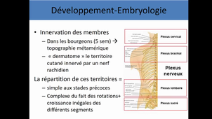 UE4-anat générale membres