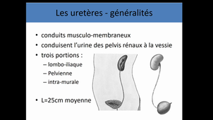 Appareil uro-genital