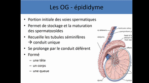 UE4-anat générale uro-génital 2