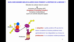 cOURS -TELETIN- PART.2