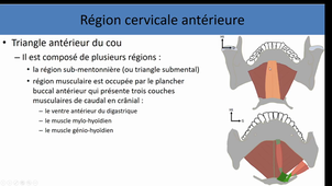 Anatomie générale de la tête et du cou 2