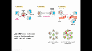 Endocrinologie - Partie 1 - Introduction et mode d'action