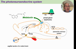 05 - Melatonin and Rhythm Pathology