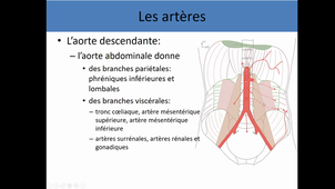 Anatomie générale appareil circulatoire 2: les vaisseaux