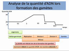 notions de biologie module 12 3 la méiose