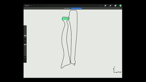 articulations du membre supérieur