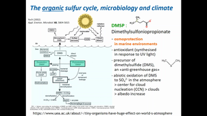 The Winogradsky column