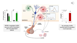 HPG axis 3b_NeuroEndocrinology HPG axis_Kisspeptin & RFRP3_enregistré_slides 33-48.mp4