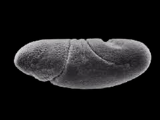 mutant ftz vue latérale