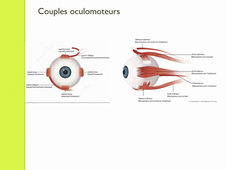 UE 8 étude de la motilité oculaire (Sylvaine Gottenkiene)