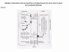 Symbioses 5