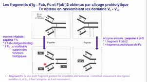 CMGG 20_21 Chapitre IV partie 1 MC Kilhoffer b