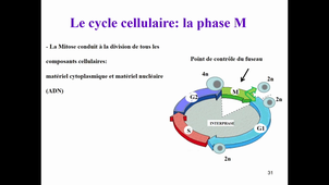 cYCLE CELLULAIRE 1 ET 2