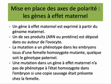 DCD partie III drosophile