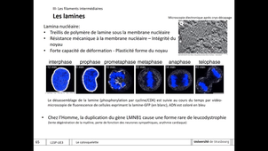 L1SP UE5 cytosquelette2