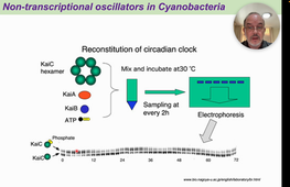 03 - Clock Diversity and Evolution