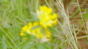 Sciences-participatives