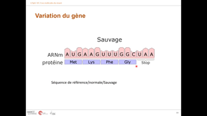 Cours Muller Jean (02\12\24 UE2) Part2