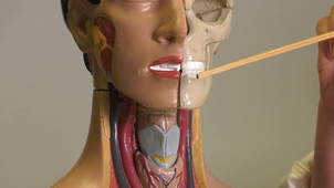 SVT 09 Dissection : Intégration des fonctions de nutrition - la respiration, localisation du trajet de l'air sur un modèle : l'écorché humain, 1er degré