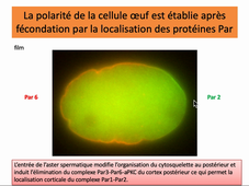 DCD partie III c elegans-2