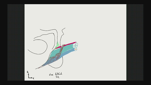 testicule - scrotum - périnée masculin