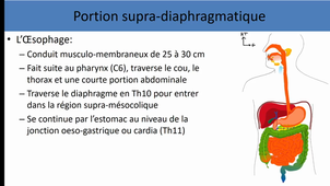 UE4 anatomie générale de l'appareil digestif 1