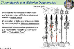 02 - Classical Staining Techniques - Chromatolysis.mp4