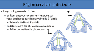 Anatomie générale Tête et Cou