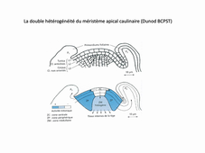 Développement tige 1